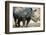 Black Rhinoceros (Ceratotherium Simum)-Nosnibor137-Framed Photographic Print