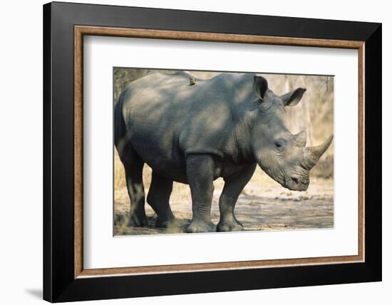 Black Rhinoceros (Ceratotherium Simum)-Nosnibor137-Framed Photographic Print