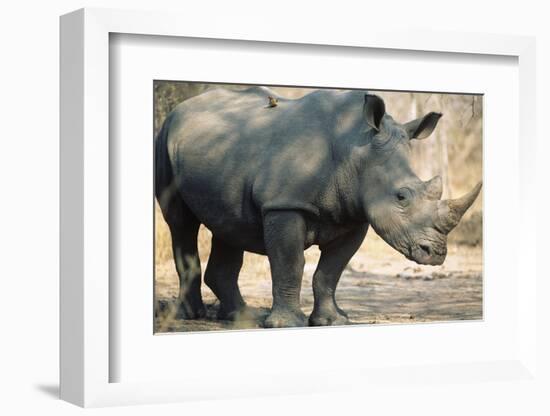 Black Rhinoceros (Ceratotherium Simum)-Nosnibor137-Framed Photographic Print