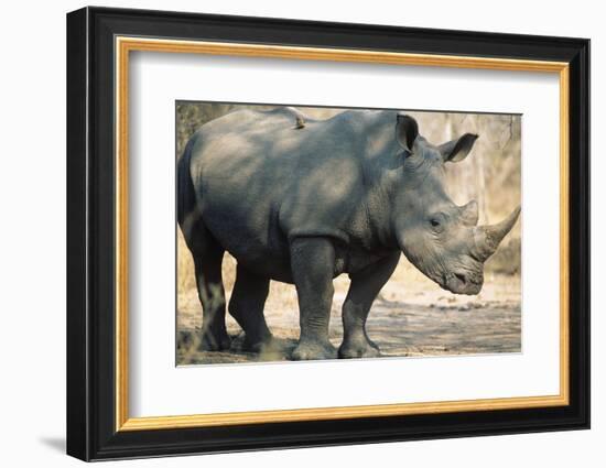 Black Rhinoceros (Ceratotherium Simum)-Nosnibor137-Framed Photographic Print