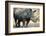 Black Rhinoceros (Ceratotherium Simum)-Nosnibor137-Framed Photographic Print