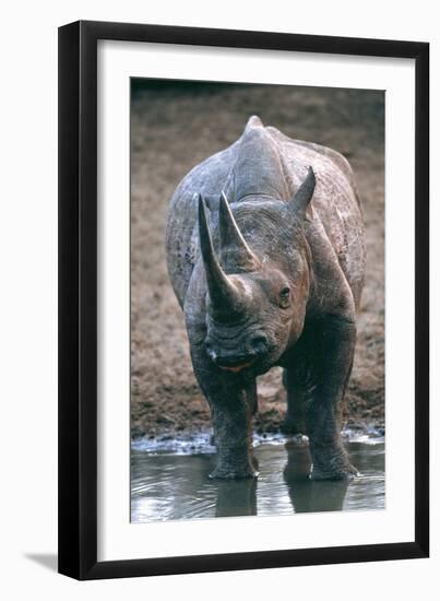Black Rhinoceros Drinking-Peter Chadwick-Framed Photographic Print