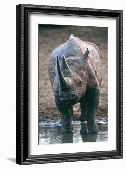 Black Rhinoceros Drinking-Peter Chadwick-Framed Photographic Print
