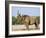 Black Rhinoceros, Flehmen Response, Etosha National Park, Namibia-Tony Heald-Framed Photographic Print