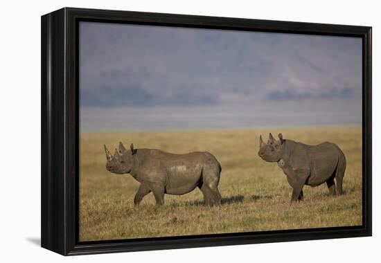 Black Rhinoceros (Hook-Lipped Rhinoceros) (Diceros Bicornis) Pair-James Hager-Framed Premier Image Canvas