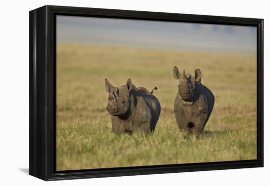 Black Rhinoceros (Hook-Lipped Rhinoceros) (Diceros Bicornis) Pair-James Hager-Framed Premier Image Canvas