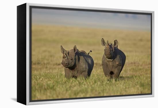 Black Rhinoceros (Hook-Lipped Rhinoceros) (Diceros Bicornis) Pair-James Hager-Framed Premier Image Canvas