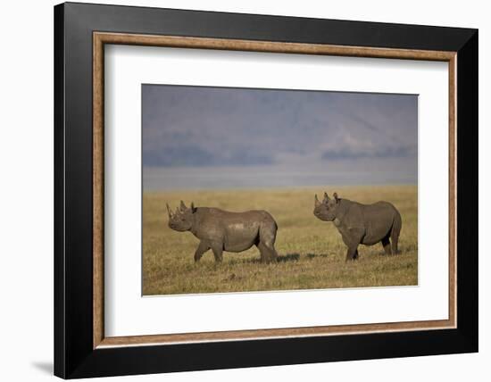 Black Rhinoceros (Hook-Lipped Rhinoceros) (Diceros Bicornis) Pair-James Hager-Framed Photographic Print