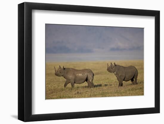 Black Rhinoceros (Hook-Lipped Rhinoceros) (Diceros Bicornis) Pair-James Hager-Framed Photographic Print