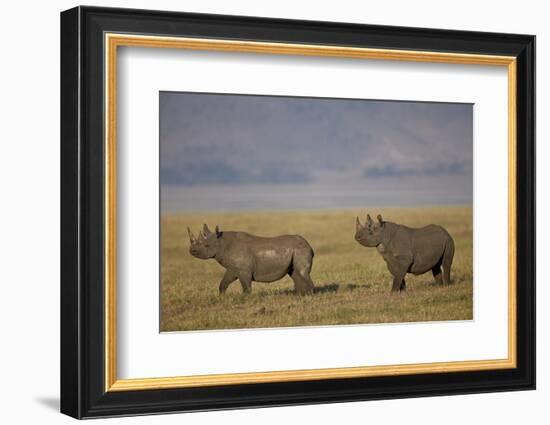 Black Rhinoceros (Hook-Lipped Rhinoceros) (Diceros Bicornis) Pair-James Hager-Framed Photographic Print