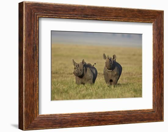 Black Rhinoceros (Hook-Lipped Rhinoceros) (Diceros Bicornis) Pair-James Hager-Framed Photographic Print