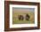 Black Rhinoceros (Hook-Lipped Rhinoceros) (Diceros Bicornis) Pair-James Hager-Framed Photographic Print