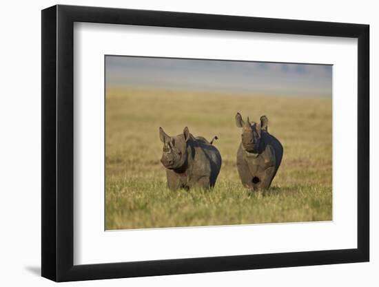 Black Rhinoceros (Hook-Lipped Rhinoceros) (Diceros Bicornis) Pair-James Hager-Framed Photographic Print