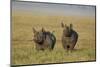 Black Rhinoceros (Hook-Lipped Rhinoceros) (Diceros Bicornis) Pair-James Hager-Mounted Photographic Print