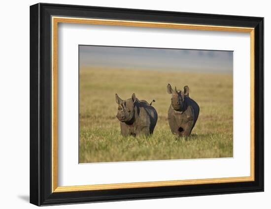 Black Rhinoceros (Hook-Lipped Rhinoceros) (Diceros Bicornis) Pair-James Hager-Framed Photographic Print