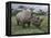 Black Rhinoceros, Kenya-Adam Jones-Framed Premier Image Canvas