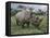 Black Rhinoceros, Kenya-Adam Jones-Framed Premier Image Canvas