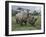 Black Rhinoceros, Kenya-Adam Jones-Framed Photographic Print