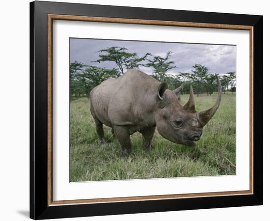 Black Rhinoceros, Kenya-Adam Jones-Framed Photographic Print