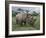 Black Rhinoceros, Kenya-Adam Jones-Framed Photographic Print