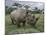 Black Rhinoceros, Kenya-Adam Jones-Mounted Photographic Print
