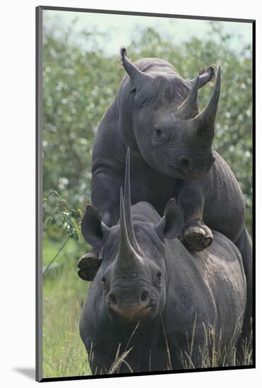 Black Rhinoceros Mating-DLILLC-Mounted Photographic Print