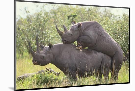 Black Rhinoceros Mating-DLILLC-Mounted Photographic Print