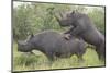 Black Rhinoceros Mating-DLILLC-Mounted Photographic Print