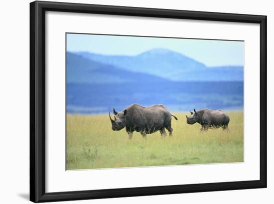 Black Rhinoceros on the Savanna-DLILLC-Framed Photographic Print