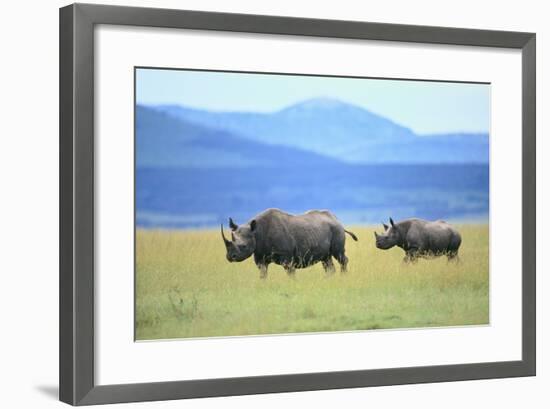 Black Rhinoceros on the Savanna-DLILLC-Framed Photographic Print