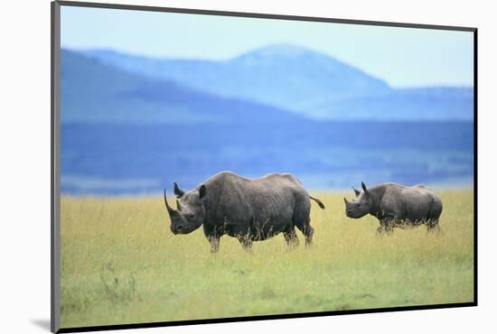 Black Rhinoceros on the Savanna-DLILLC-Mounted Photographic Print