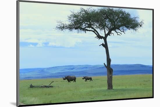 Black Rhinoceros on the Savanna-DLILLC-Mounted Photographic Print