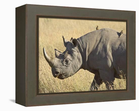 Black Rhinoceros or Hook-Lipped Rhinoceros with Yellow-Billed Oxpecker, Kenya, Africa-James Hager-Framed Premier Image Canvas