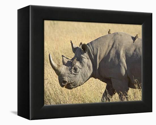 Black Rhinoceros or Hook-Lipped Rhinoceros with Yellow-Billed Oxpecker, Kenya, Africa-James Hager-Framed Premier Image Canvas
