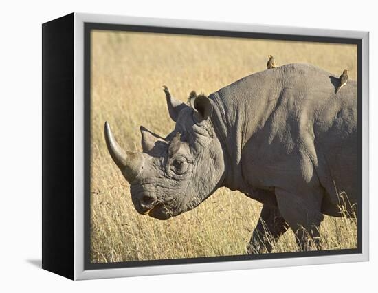 Black Rhinoceros or Hook-Lipped Rhinoceros with Yellow-Billed Oxpecker, Kenya, Africa-James Hager-Framed Premier Image Canvas