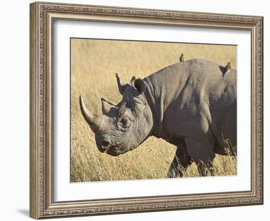 Black Rhinoceros or Hook-Lipped Rhinoceros with Yellow-Billed Oxpecker, Kenya, Africa-James Hager-Framed Photographic Print