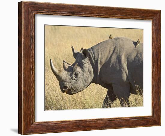 Black Rhinoceros or Hook-Lipped Rhinoceros with Yellow-Billed Oxpecker, Kenya, Africa-James Hager-Framed Photographic Print