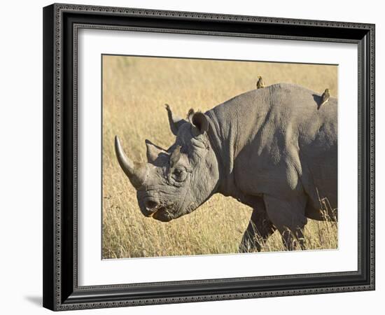 Black Rhinoceros or Hook-Lipped Rhinoceros with Yellow-Billed Oxpecker, Kenya, Africa-James Hager-Framed Photographic Print