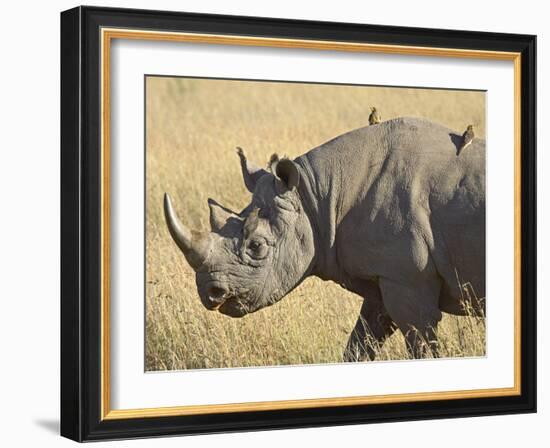 Black Rhinoceros or Hook-Lipped Rhinoceros with Yellow-Billed Oxpecker, Kenya, Africa-James Hager-Framed Photographic Print