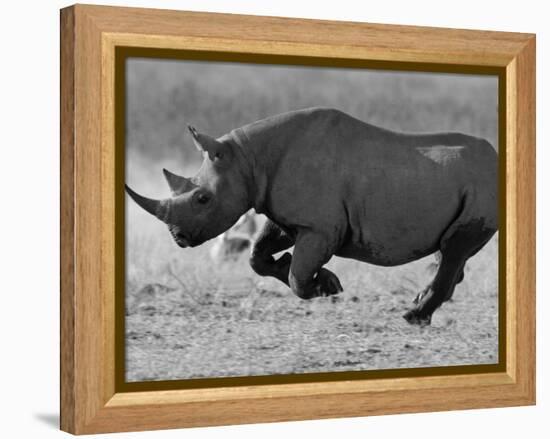 Black Rhinoceros, Running, Namibia-Tony Heald-Framed Premier Image Canvas