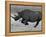 Black Rhinoceros, Running, Namibia-Tony Heald-Framed Premier Image Canvas