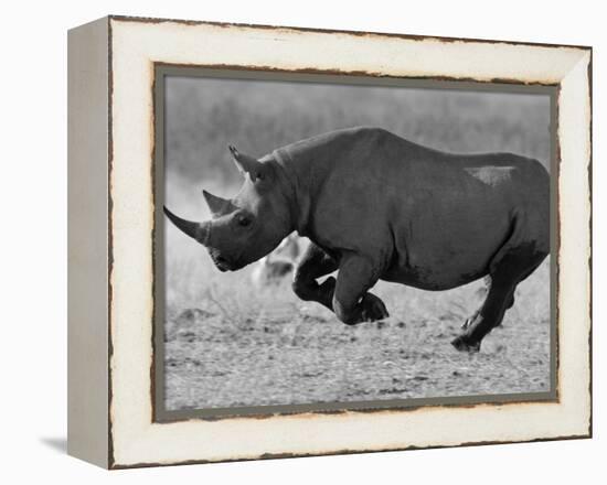 Black Rhinoceros, Running, Namibia-Tony Heald-Framed Premier Image Canvas