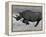 Black Rhinoceros, Running, Namibia-Tony Heald-Framed Premier Image Canvas