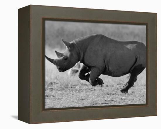 Black Rhinoceros, Running, Namibia-Tony Heald-Framed Premier Image Canvas