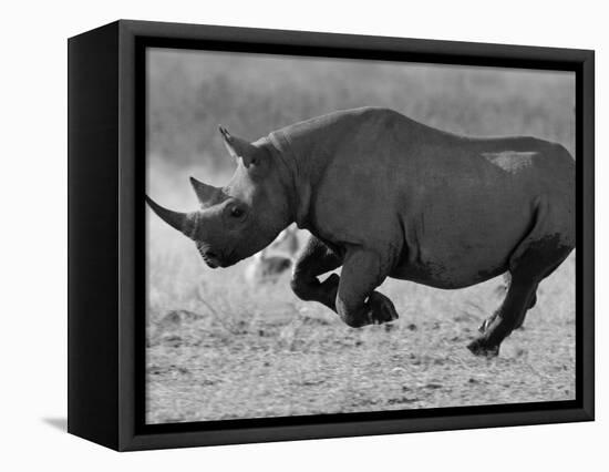 Black Rhinoceros, Running, Namibia-Tony Heald-Framed Premier Image Canvas