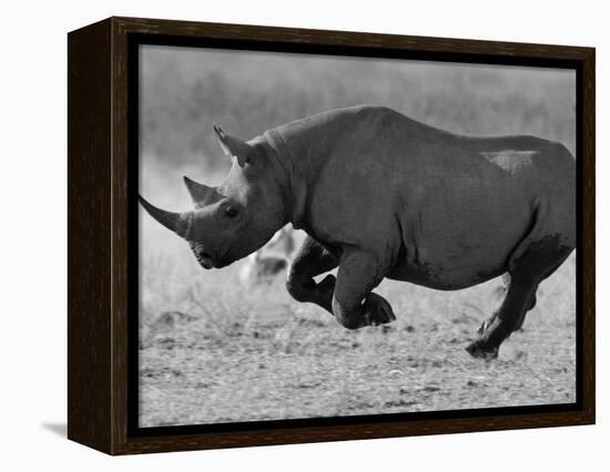 Black Rhinoceros, Running, Namibia-Tony Heald-Framed Premier Image Canvas