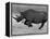 Black Rhinoceros, Running, Namibia-Tony Heald-Framed Premier Image Canvas