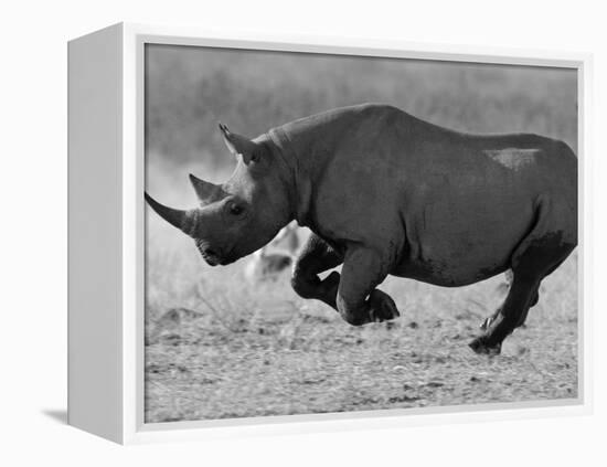 Black Rhinoceros, Running, Namibia-Tony Heald-Framed Premier Image Canvas