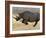 Black Rhinoceros, Running, Namibia-Tony Heald-Framed Photographic Print