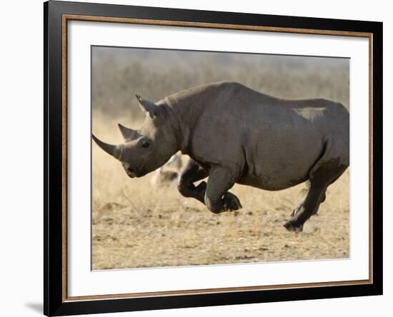 Black Rhinoceros, Running, Namibia-Tony Heald-Framed Photographic Print